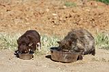 MANGER CHIEN ET CHAT 003